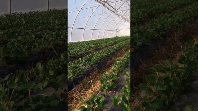 Опыление и цветение клубники в теплице смотреть онлайн