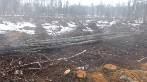 Зил 131 заготовка дров.