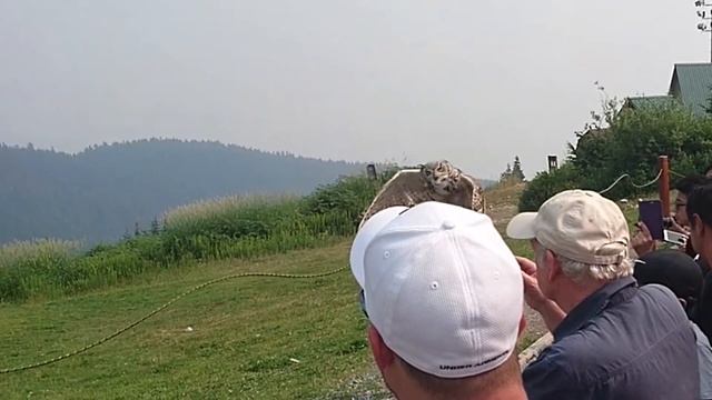 Silly Owl.. смотреть онлайн