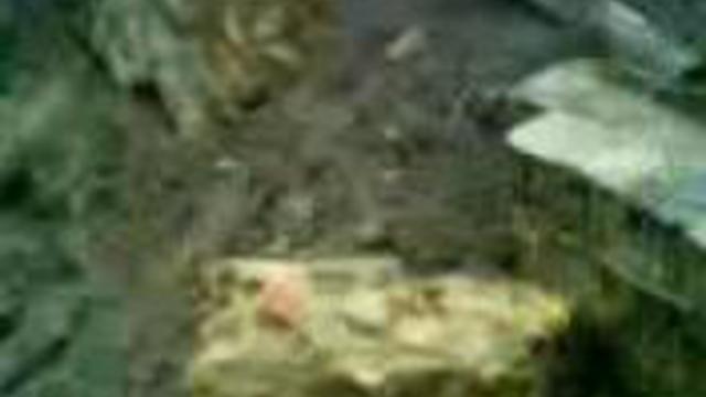 ТЕРМИНАТОР