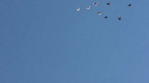 Николаевские голуби. г.Терновка 34.4