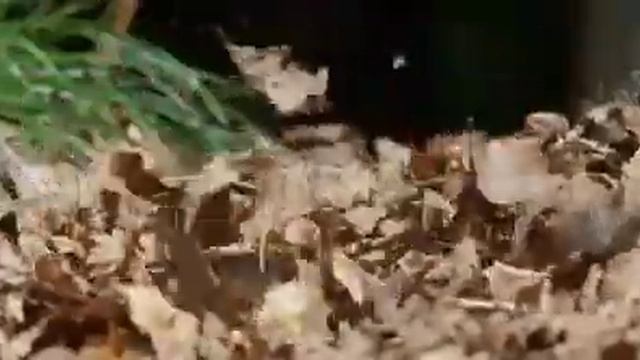 Mandarin Ducklings Leap From Tree