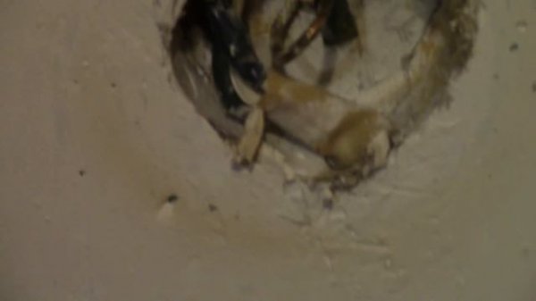 Умный дом на базе Raspberry Pi. Часть 2