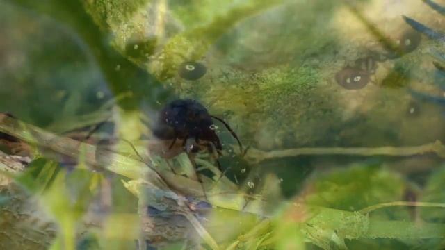 Ants and piano relax music - to relieve stress, restore balance смотреть онлайн