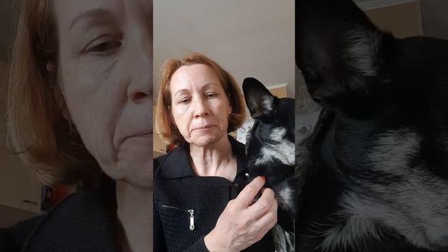 чихуахуа самая лучшая порода в мире смотреть онлайн