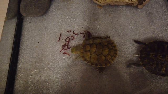 Кормим черепах червяками смотреть онлайн