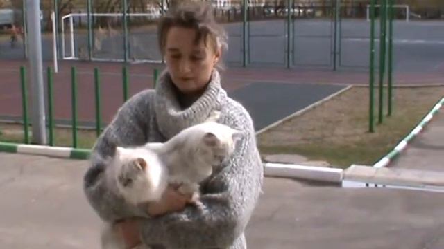 Выставка кошек PCA - персидские шиншиллы смотреть онлайн