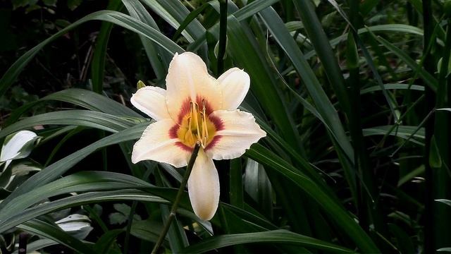 ЛИЛЕЙНИК PANDORA`S BOX. LINEAL PANDORA`S BOX. смотреть онлайн