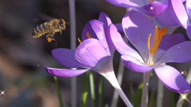 С первым днем Весны! Пусть весна подарит счастье! С 1 марта! смотреть онлайн