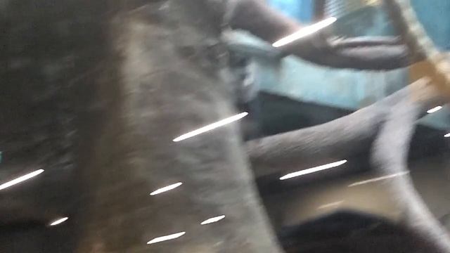 Птицы или животные(27) смотреть онлайн