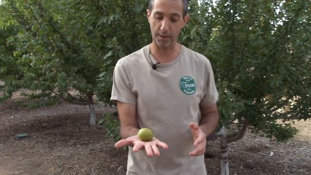 Growing Pluots (Plumcots) In AZ
