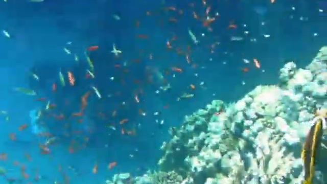 Visjes Visjes смотреть онлайн