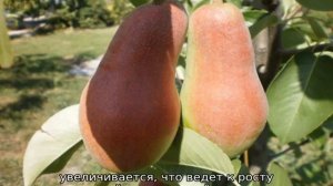 Груша Брянская красавица