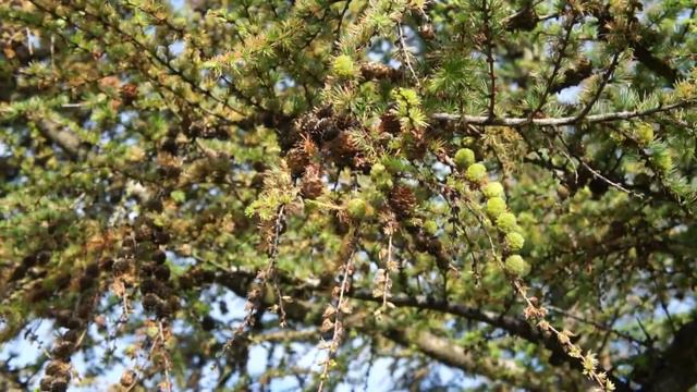 Educational videos on nature (Japanese Larch leaves and cones close up - May 2017) смотреть онлайн