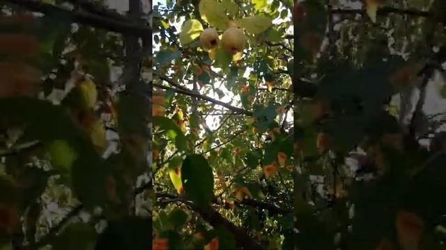 Айва привитая на грушу быстрей созревает/Shorts смотреть онлайн