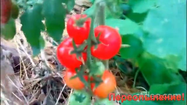 Два сорта рядом! Печальное переопыление любимого сорта смотреть онлайн