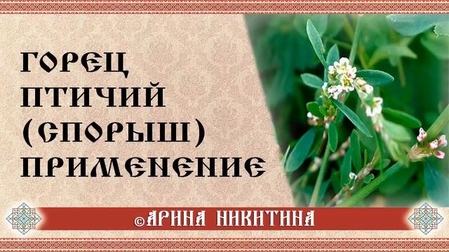 Горец птичий (спорыш) | Лечебные свойства | Применение для оберегов и талисманов | Арина Никитина смотреть онлайн