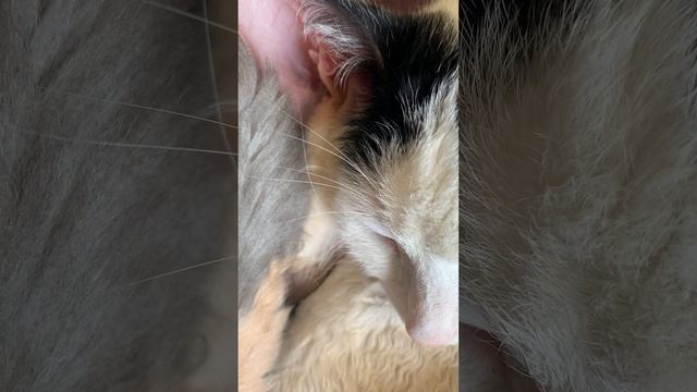 Сопят-свистят коты во сне)))