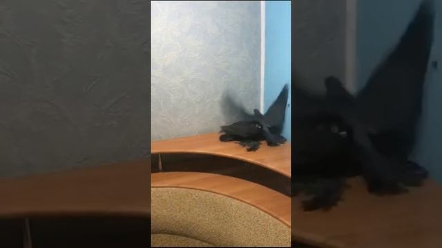 Редкие дорогие голуби. Красивые чины, желтые и Туркмены. Двухчубые голуби. Tauben. Pigeons