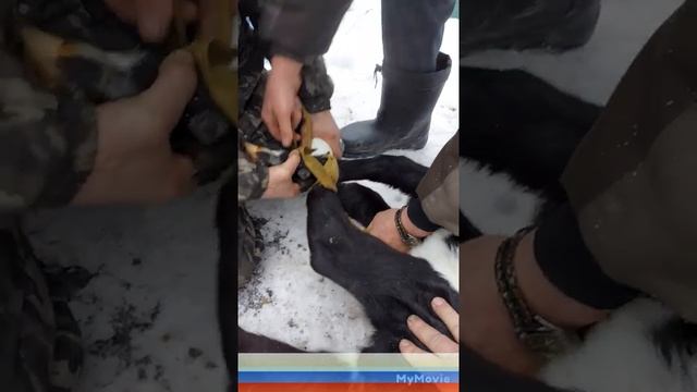 Какая цена где купить новорожденного телёнка для выращивания в деревне подсобное хозяйство #баженит смотреть онлайн