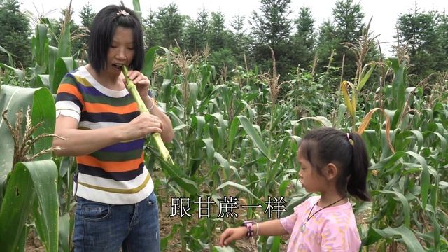 【农村四哥】农村四哥家豇豆玉米吃不完摘回家，全家老少动起来，用特殊方法保存 смотреть онлайн