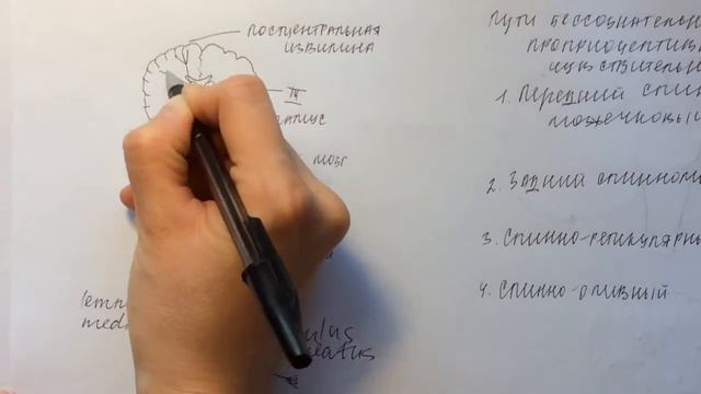 Билет 029. ПРОВОДЯЩИЕ ПУТИ СОЗНАТЕЛЬНОЙ И БЕССОЗНАТЕЛЬНОЙ ПРОПРИОРЕЦЕПТИВНОЙ ЧУВСТВИТЕЛЬНОСТИ. смотреть онлайн