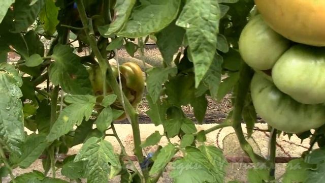 На дворе Август. Созревание крупноплодных сортов. О золотом гиганте Нельсона (часть 2) смотреть онлайн