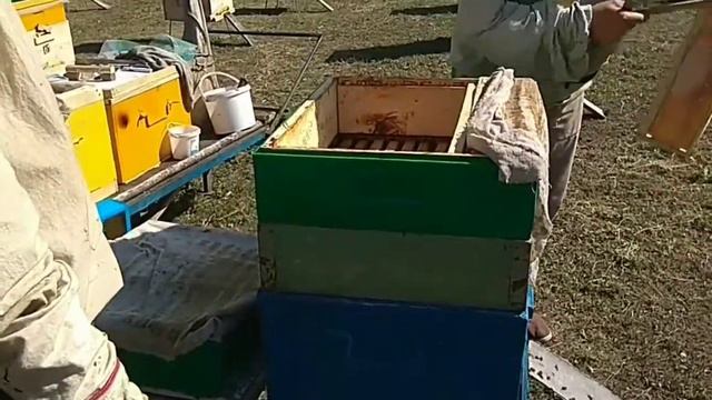 Первая качка мёда 🍯 смотреть онлайн