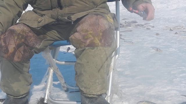 самодур на навгу и корюшку м мухой голубой бокоплав 89621222922 смотреть онлайн