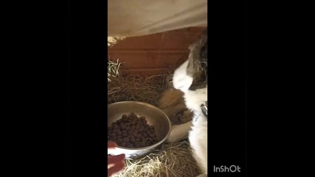 Задолбали салюты. смотреть онлайн