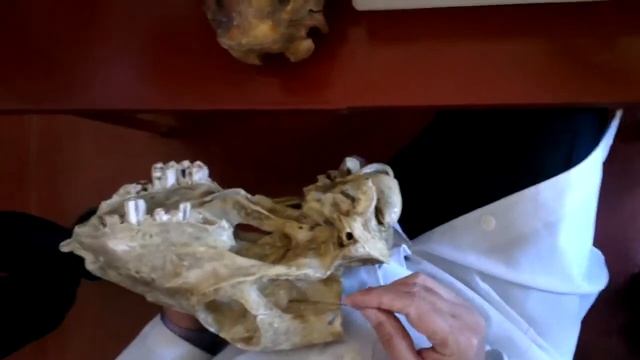 Анатомия животных Череп Часть 2 смотреть онлайн