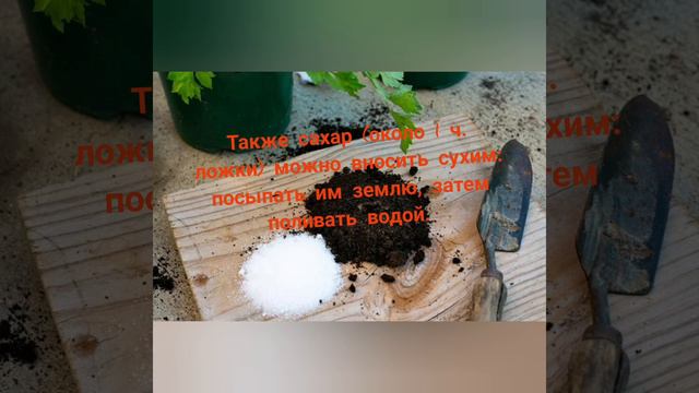 Сахар/удобрение/дешево и здорово #сад,#фикусы, #цветы #многодетнаясемья #хобби #дача смотреть онлайн