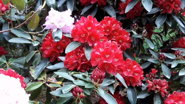 Bodnant Garden. Rododendron смотреть онлайн
