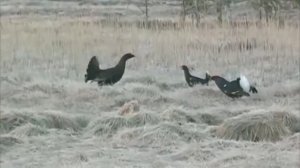 Межняк   Гибрид глухаря и тетерева