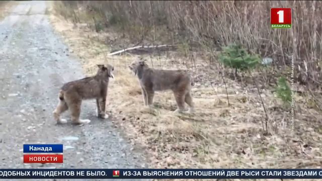 Две рыси стали звездами соцсетей смотреть онлайн