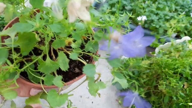 Кампанула осень 2022год смотреть онлайн