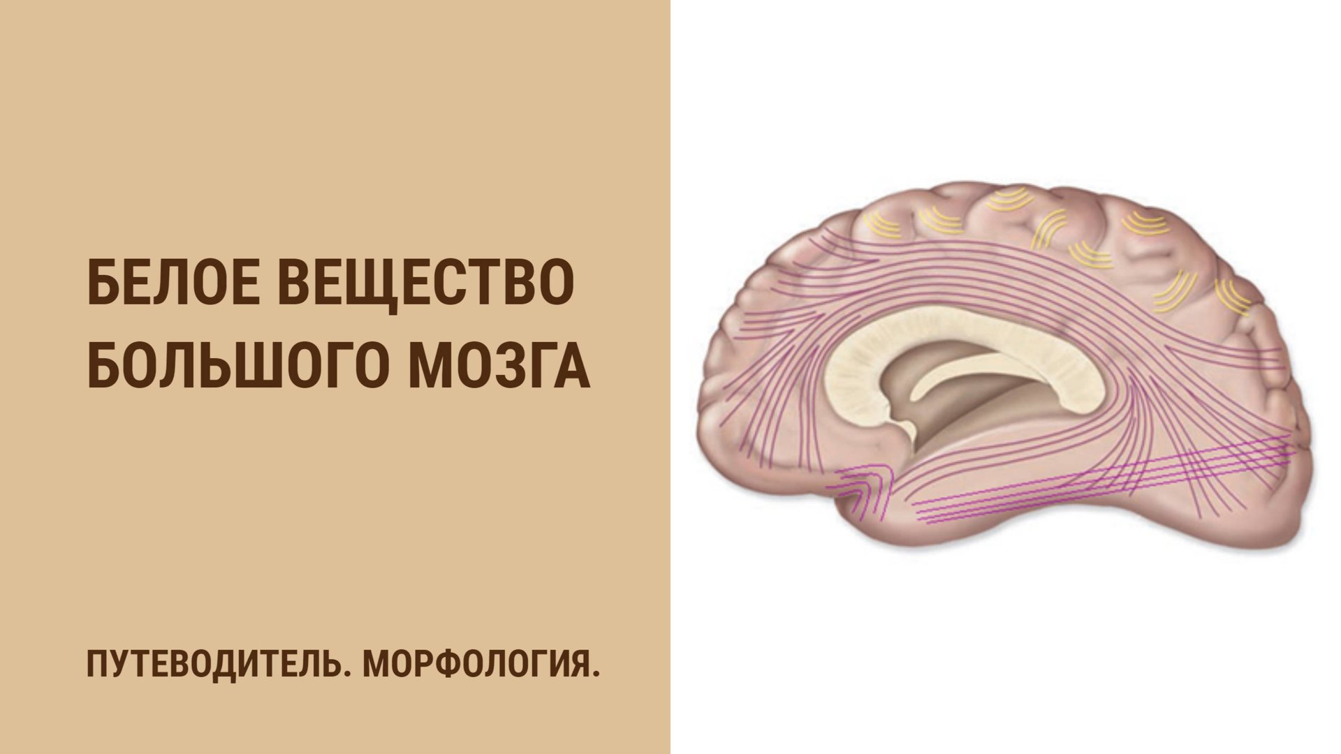 Белое вещество большого мозга. Ассоциативные волокна. Комиссуральные волокна смотреть онлайн