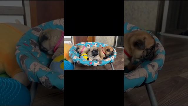 щенки мопса помёт "В" смотреть онлайн