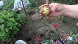 ЛИЛИИ, ПРАВИЛЬНАЯ ПОСАДКА,  выращивание и уход.