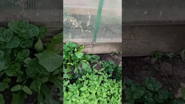 Белая сирень, Сильная жара. Поехали с мамой поливать огород. Мошки и комары не дают посидеть)) смотреть онлайн