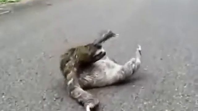 Смешной ленивец