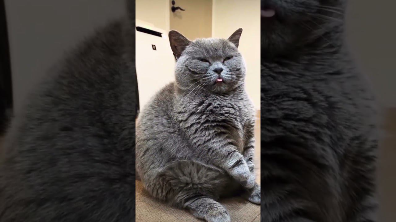 ▷Ленивый танец котика◁ смотреть онлайн