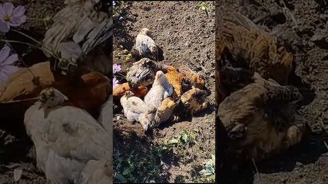 природа и человек 88 цыплята греются на солнце и чистят перья в песке смотреть онлайн
