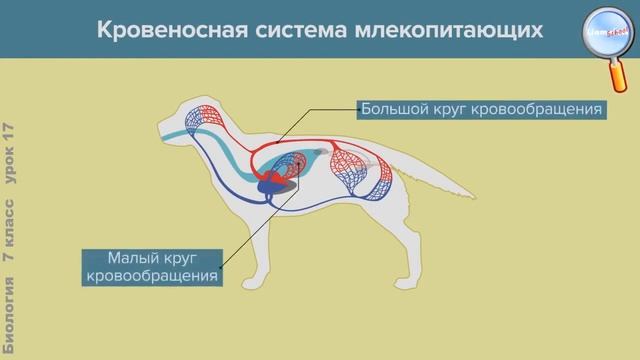 Внутреннее строение млекопитающих