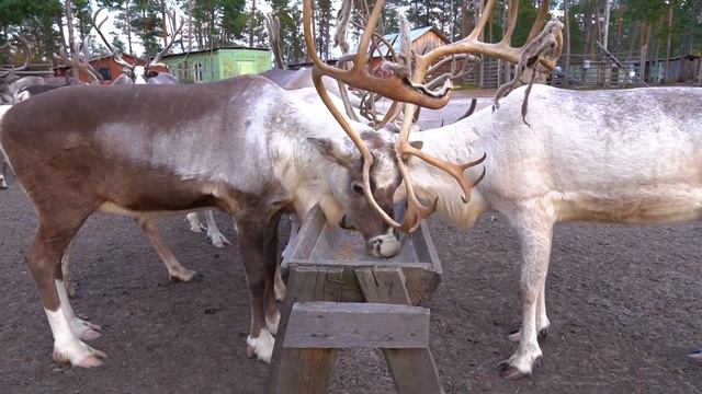 Защита от мошки, оводов смотреть онлайн