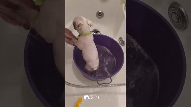 купание Лилу☺ #frenchbulldog #францускийбульдог #собаки #домашниеживотные смотреть онлайн