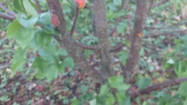 Харостар пізній сорт абрикоса смотреть онлайн