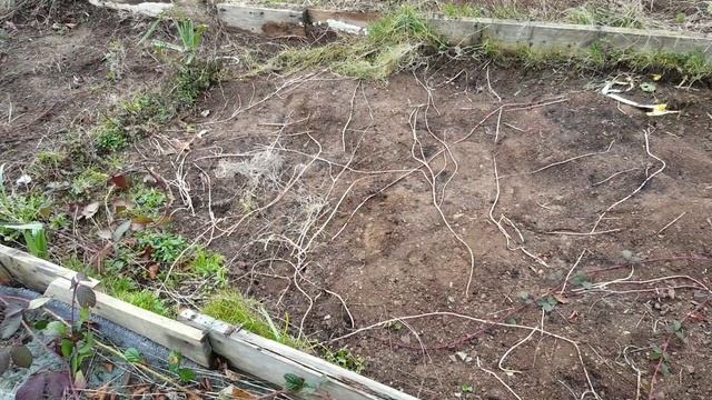 No Dig: Clearing Weeds EASILY for your Garden or Allotment смотреть онлайн