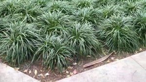 Лириопе Мускари-едно чудесно вечнозелено растение! Liriope muscari! Маймунска трева!