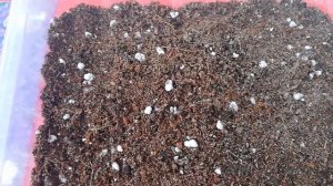 Обриета - Аубреция  Как я выращиваю из семян